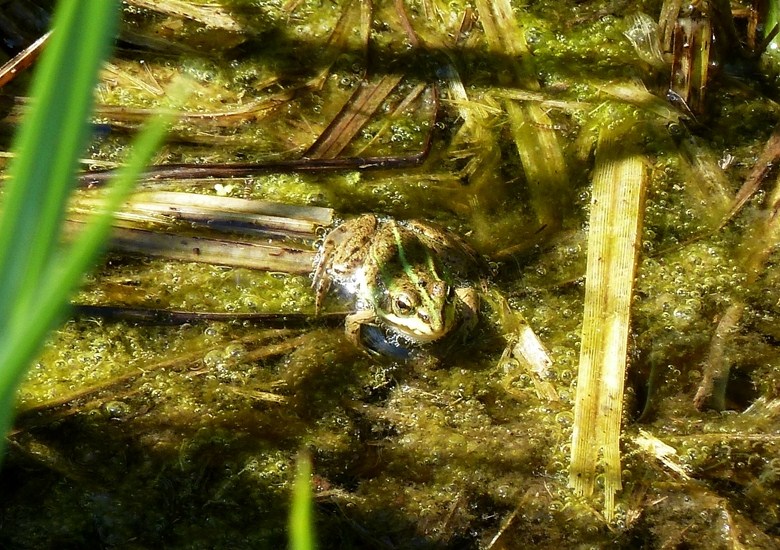 Due esemplari da determinare - Pelophylax sp. (prov. Milano)